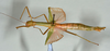 CollectionObject 1559846; abb1d81c-bde9-4d41-9cf0-f80d4edba0ee: copyright USNM, Washington. (CollectionObject).;CollectionObject 1559847; e611e944-2d48-40fc-b5bd-7cd65ae6fc57: copyright USNM, Washington. (CollectionObject).