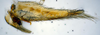 Pygofer, lateral view: !! display not done !! on T4441: Loeia Duan, 2017: (Observation).