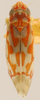 Habitus, dorsal view on Erythroneura rubrella McAtee, 1920: Habitus (holotype, USNM collection). (Observation).