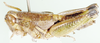 Phaedrotettix palmeri (Scudder, 1897): as Rhabdotettix palmeri. lateral view. (Otu).