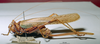 CollectionObject 1537782; NNM 3225789, 44e53737-8458-4fcf-9ea8-ff803b6da8a6: female, lateral view. (CollectionObject).