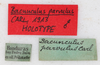 CollectionObject 1561484; 9996d593-163b-4fa3-bf89-4646e1084155: copyright MHNG Geneva. male, data labels (holotype). (CollectionObject).