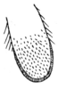 Arantia (Arantia) brevipes Chopard, 1954: Fig. 8. apex of cercus. (Otu).