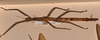 CollectionObject 1561086; 1edf6aec-1084-4f21-9182-5b7534e1d3d5: copyright UMO. female, dorsal view (paralectotype). (CollectionObject).