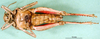 CollectionObject 1545334; 1c89a603-d00b-424a-b40b-52b5f90715c8: female, ventral view (paratype of Glyphotmethis adaliae angorensis). (CollectionObject).