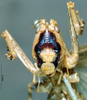 CollectionObject 1506479; 3df8eba4-a566-48bf-83f4-a60b75cc38e5: male, frontal view. (CollectionObject).