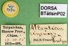 labels (paratype). Depicts CollectionObject 1502600; 82a138db-c948-48eb-a27d-efdc65fe832e, a CollectionObject.