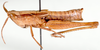 Paralobopoma sjostedti Ramme, 1931: female, lateral view. (Otu).