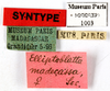CollectionObject 1573861; MNHN(SF IMPORT DUPLICATE) MNHN-EP-EP1003, d8b2cf5e-9c26-4f3c-9c13-76d7730d7327: CC BY-NC-ND 4.0/MNHN - Depraetere Marion - 2014. Non type, female. Specimen number: MNHN-EP-EP1003. http://coldb.mnhn.fr/catalognumber/mnhn/ep/ep1003. (CollectionObject).