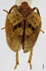 Habitus, dorsal view on Eucameruna nigrostriata Synave, 1979: (Observation).