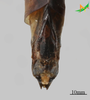 CollectionObject 2277239; 710cb5f6-e533-47fd-ad7d-70d39f276e77, Unioeste Cascavel K-1290: Female, terminalia in dorsal view. (CollectionObject).