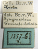 labels (holotype). Depicts CollectionObject 1532451; d2524127-f9b6-4a2d-97f2-da0caef5e0f6, a CollectionObject.