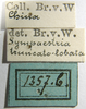 CollectionObject 1532451; d2524127-f9b6-4a2d-97f2-da0caef5e0f6: labels (holotype). (CollectionObject).