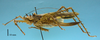 CollectionObject 1542694; e12101b8-41e5-4244-8467-dffb20f9c27e: female, body lateral view (holotype). (CollectionObject).