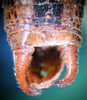 CollectionObject 1583462; b6af8ea9-2df1-4170-b12f-151e843fdb91: male abdomen tip, dorsal view. (CollectionObject).