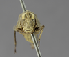 CollectionObject 1523043; 05a12849-ed56-48c7-bcb0-34b65444f74b: female, frontal view (holotype). (CollectionObject).