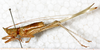 CollectionObject 1531619; 70c805c3-c538-4a40-a5b2-8d868460b167: female, lateral view (holotype). (CollectionObject).