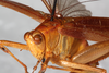 CollectionObject 1566623; 0080e846-e5a0-48d8-a109-f977e5e2d501: male, latero-frontal view. (CollectionObject).