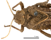 CollectionObject 1575331; 23587582-73b6-4def-809c-4e35591216fd: male head and pronotum, dorsal view (paratype). (CollectionObject).
