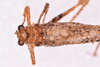 CollectionObject 1544719; 02a7617d-e7e7-412f-98aa-ab972ead8247: male, body dorsal view detail (holotype). (CollectionObject).
