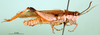 CollectionObject 1580259; 34a4494c-3520-4ade-8c14-b2f39d54fe78: male, lateral view (paralectotype). (CollectionObject).