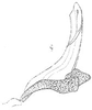 Aedeagus, lateral view: !! display not done !! on Afrosus unimaculatus (Naudé, 1926): Aedeagus, lateral view. (Observation).