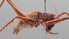 CollectionObject 2229687; b0bc9c22-3f28-4552-89af-a3bde19e6cb7: Male, lateral habitus. (CollectionObject).