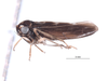 Habitus, lateral view: !! display not done !! on Agallidwipa bispinosa Viraktamath & Gonçalves, 2013: (Observation).