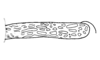 Peruana palpata (Stål, 1878): Fig. 6. tegmen. (Otu).