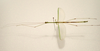Phantasca ruboligata Hennemann, Conle, Bellanger, Lelong & Jourdan, 2018: copyright MNHN, Paris. male, dorsal view (paratype). (Otu).