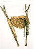 CollectionObject 1562322; 3e954160-f993-422b-b3a8-0f4b51d33015: copyright NHRS, Stockholm. female of synonym Vetilia eurymedon (holotype). (CollectionObject).