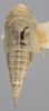 Habitus, dorsal view on Athysanella (Amphipyga) ardua Ball & Beamer, 1940: Dorsal. (Observation).