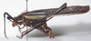 CollectionObject 1543934; bdf9a7e4-cf62-4a27-8d82-33bf39df4740: male, lateral view. (CollectionObject).