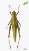 CollectionObject 2260463; f8084faf-25ce-4152-bf7a-d50a4842f343, Unioeste Cascavel K-1398: Female, dorsal view. (CollectionObject).
