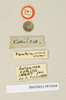 Salganea morio (Burmeister, 1838): Copyright Natural History Museum, London. Labels from holotype (female nymph) of synonym Panesthia conica Walker, 1868 in BM(NH). (Otu).