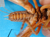 CollectionObject 1500212; 296b077e-de88-44dd-9f9c-02b3e9345612: male, ventral view (syntype). (CollectionObject).