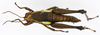 CollectionObject 1580809; 6ae1ec22-52fd-41bd-8746-222e3283ac79: female, dorsal view. (CollectionObject).
