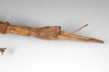CollectionObject 1562625; 48bbc3a6-b617-4091-a6d4-0037f0706ec3: copyright ZSMC, Munich. female: end of abdomen, lateral view (holotype). (CollectionObject).