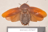 Hyposphaeria stylifera (Burmeister, 1838): Lectotype, male, dorsal. BMNH(E)#878097. (Otu).