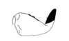 Adelotettix collaris (Bruner, 1908): Fig. 178. male cercus, lateral view. (Otu).