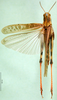CollectionObject 1501072; bd2f0388-65fb-460d-a211-e696e60ae6d3: male, dorsal view (syntype of Locusta migratoria burmana). (CollectionObject).