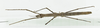 CollectionObject 1563916; 6f8243a8-7d9a-4b40-a15f-bab6e8d991c1: female, dorsal view (holotype). (CollectionObject).