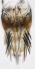 Subgenital plate: !! display not done !! on N. Gen. PH1 n. sp. 1: Paraboloponina Ishihara, 1953: (Observation).;Subgenital plate: !! display not done !! on Paraboloponina N. Gen. PH1: Paraboloponina Ishihara, 1953: (Observation).