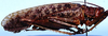 CollectionObject 1522348; 7dd64ec2-1938-4c70-89f6-319389527bb1: male, lateral view (holotype). (CollectionObject).