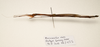 CollectionObject 1595856; afc09182-4ee1-4c68-a1bc-c9805bcd4fc7: copyright F. Seow-Choen. female, lateral view (paratype). (CollectionObject).