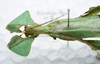 CollectionObject 1580926; SPM SP/EPH/01009, 0cd85a02-90d0-41fc-ade0-ba5bb4a0d794: copyright SPM, Kinabalu. male: head & thorax (holotype). (CollectionObject).