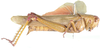 Gowdeya picta Uvarov, 1923: female, lateral view. (Otu).