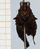 CollectionObject 1506065; 1528f4cf-e287-4ea2-8768-96e44bb276a9: female, frontal view (holotype of Scabrotettix biolleyi). (CollectionObject).
