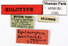 CollectionObject 1587202; MNHN(SF IMPORT DUPLICATE) MNHN-EP-EP1141, ac2fe974-580c-4d2f-8133-912197c9a044: CC BY-NC-ND 4.0/MNHN - Depraetere Marion - 2014. Holotype, male, of berlandi Hebard, 1921. Specimen number: MNHN-EP-EP1141. http://coldb.mnhn.fr/catalognumber/mnhn/ep/ep1141. (CollectionObject).
