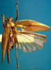 CollectionObject 1501738; cc001971-a056-40a5-aa72-e9cdfff9c367, DORSA BTpoeannS03: male, dorsal view. (CollectionObject).